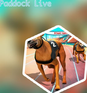 Watch live dog racing online